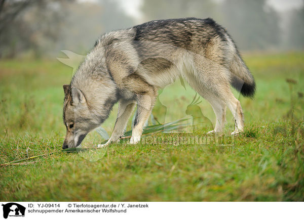 schnuppernder Amerikanischer Wolfshund / snuffling american wolfdog / YJ-09414