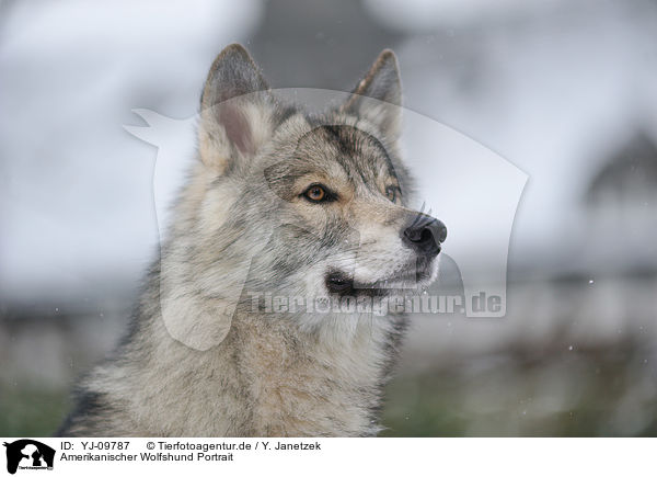 Amerikanischer Wolfshund Portrait / YJ-09787