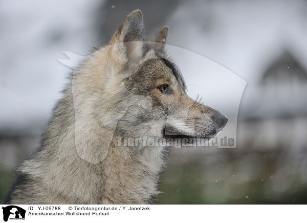 Amerikanischer Wolfshund Portrait / YJ-09788