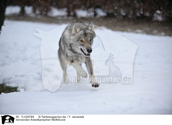 rennender Amerikanischer Wolfshund / YJ-09789