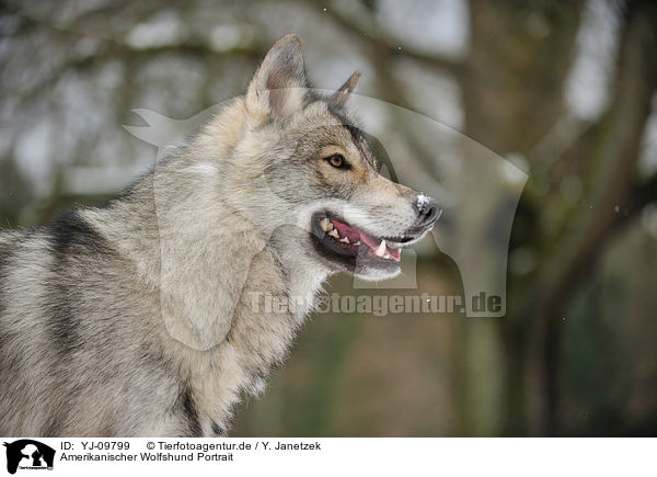Amerikanischer Wolfshund Portrait / YJ-09799