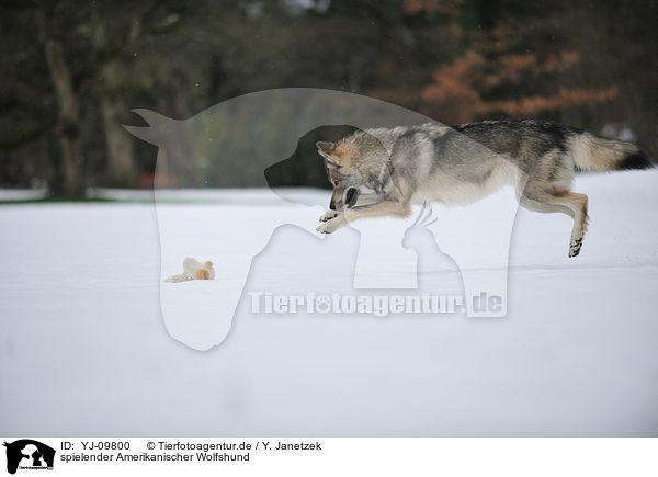 spielender Amerikanischer Wolfshund / playing american wolfdog / YJ-09800
