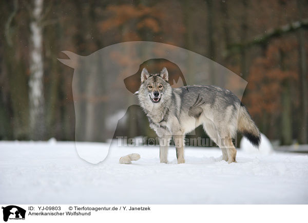 Amerikanischer Wolfshund / YJ-09803