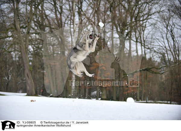 springender Amerikanischer Wolfshund / YJ-09805
