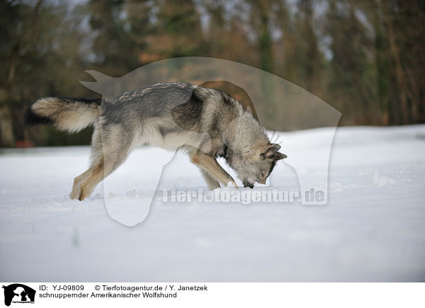 schnuppernder Amerikanischer Wolfshund / YJ-09809