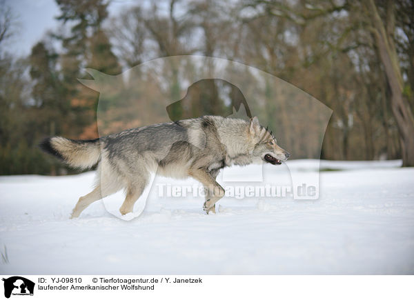 laufender Amerikanischer Wolfshund / walking american wolfdog / YJ-09810