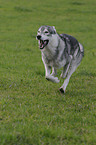 rennender Amerikanischer Wolfshund