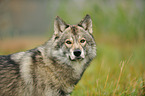 Amerikanischer Wolfshund Portrait