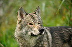 Amerikanischer Wolfshund Portrait