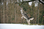 springender Amerikanischer Wolfshund