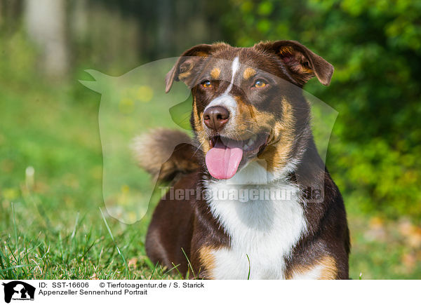 Appenzeller Sennenhund Portrait / Appenzell Mountain Dog Portrait / SST-16606