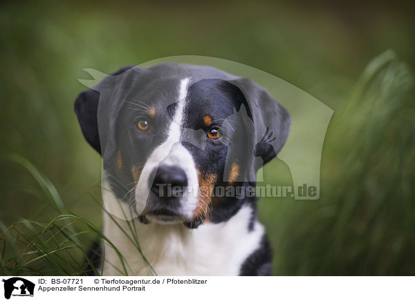 Appenzeller Sennenhund Portrait / Appenzell Mountain Dog Portrait / BS-07721