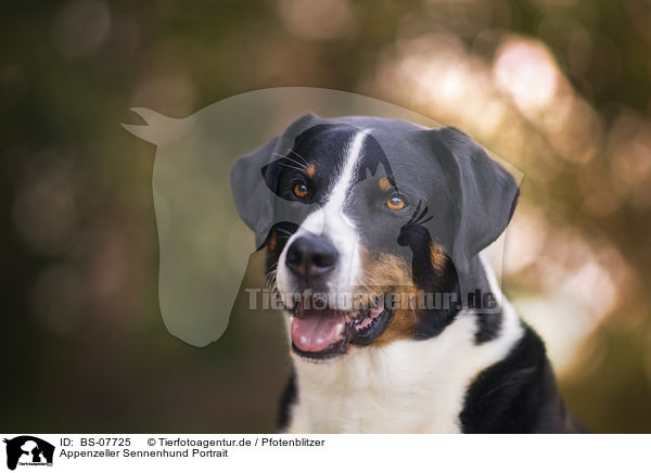 Appenzeller Sennenhund Portrait / Appenzell Mountain Dog Portrait / BS-07725
