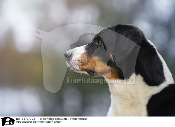 Appenzeller Sennenhund Portrait / Appenzell Mountain Dog Portrait / BS-07728