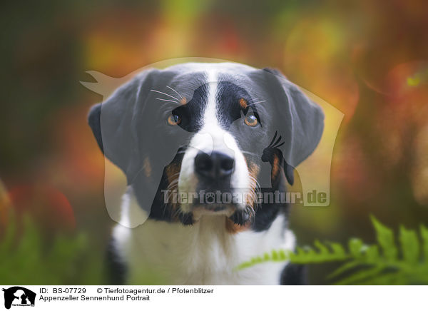 Appenzeller Sennenhund Portrait / Appenzell Mountain Dog Portrait / BS-07729