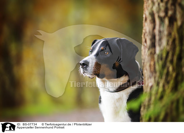 Appenzeller Sennenhund Portrait / Appenzell Mountain Dog Portrait / BS-07734