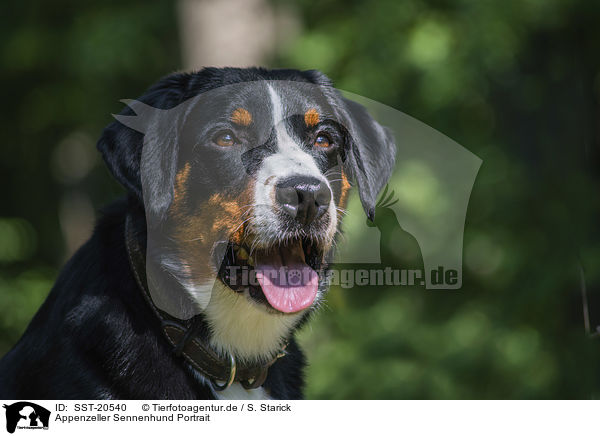 Appenzeller Sennenhund Portrait / Appenzell Mountain Dog portrait / SST-20540