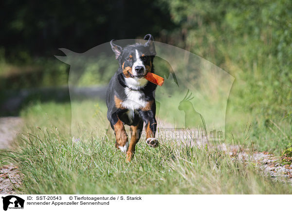rennender Appenzeller Sennenhund / running Appenzell Mountain Dog / SST-20543