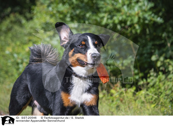 rennender Appenzeller Sennenhund / running Appenzell Mountain Dog / SST-20546