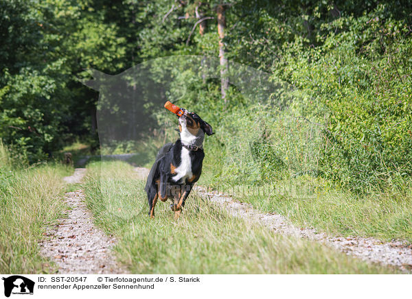 rennender Appenzeller Sennenhund / running Appenzell Mountain Dog / SST-20547