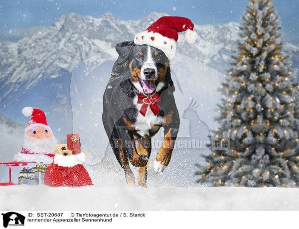 rennender Appenzeller Sennenhund / running Appenzell Mountain Dog / SST-20687