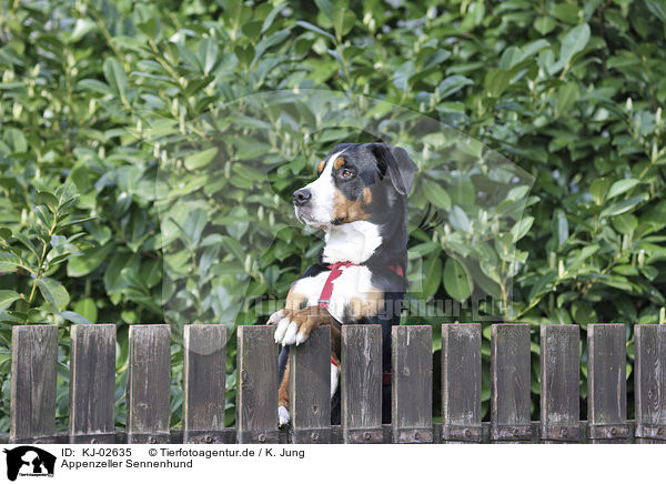 Appenzeller Sennenhund / Appenzell Mountain Dog / KJ-02635
