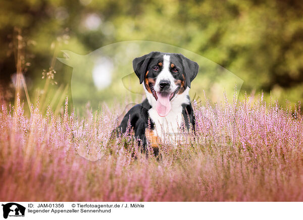 liegender Appenzeller Sennenhund / lying Appenzell Mountain Dog / JAM-01356