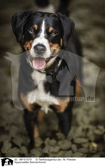 Appenzeller Sennenhund / Appenzell Mountain Dog / NP-01575