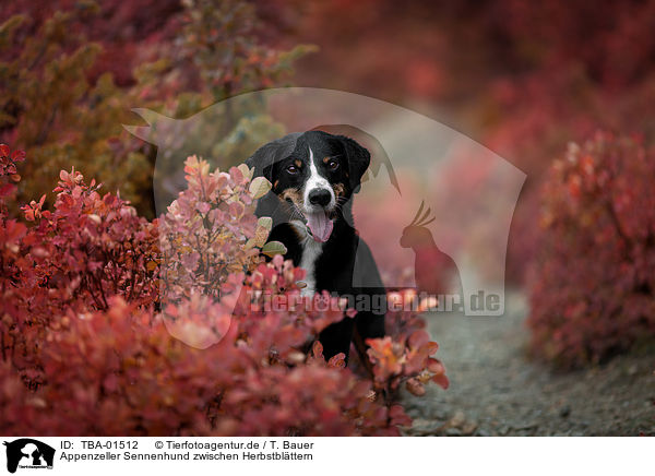 Appenzeller Sennenhund zwischen Herbstblttern / Appenzell Mountain Dog between autumn leaves / TBA-01512