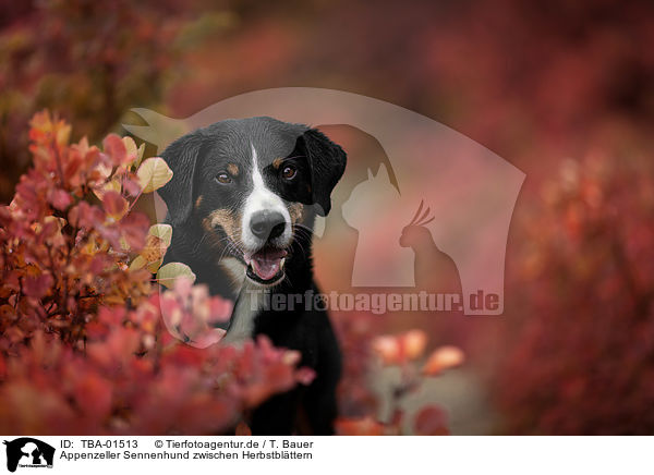 Appenzeller Sennenhund zwischen Herbstblttern / Appenzell Mountain Dog between autumn leaves / TBA-01513