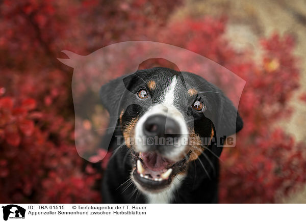 Appenzeller Sennenhund zwischen Herbstblttern / Appenzell Mountain Dog between autumn leaves / TBA-01515