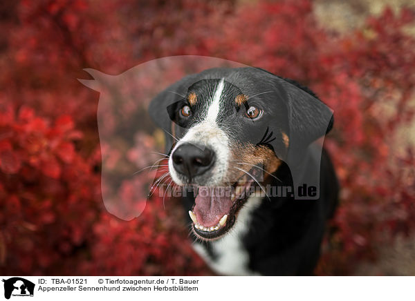 Appenzeller Sennenhund zwischen Herbstblttern / Appenzell Mountain Dog between autumn leaves / TBA-01521