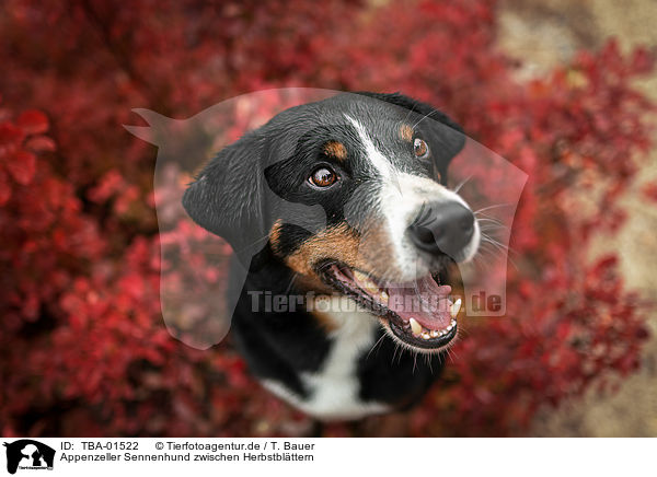 Appenzeller Sennenhund zwischen Herbstblttern / Appenzell Mountain Dog between autumn leaves / TBA-01522