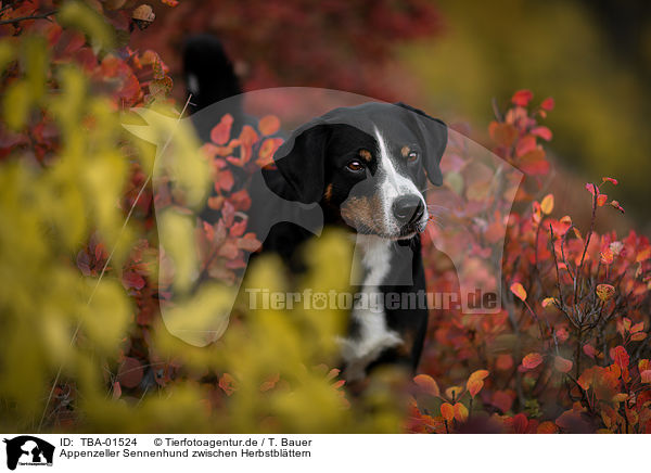 Appenzeller Sennenhund zwischen Herbstblttern / Appenzell Mountain Dog between autumn leaves / TBA-01524