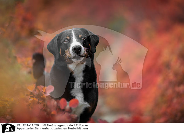 Appenzeller Sennenhund zwischen Herbstblttern / Appenzell Mountain Dog between autumn leaves / TBA-01526