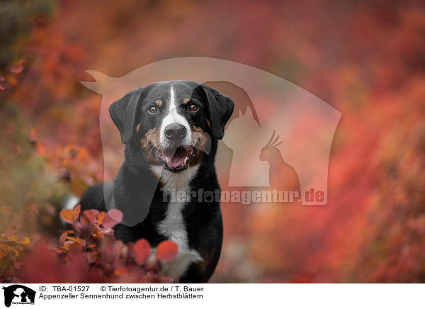 Appenzeller Sennenhund zwischen Herbstblttern / Appenzell Mountain Dog between autumn leaves / TBA-01527