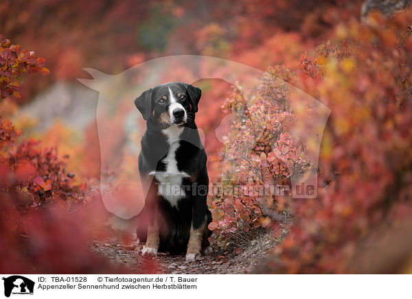 Appenzeller Sennenhund zwischen Herbstblttern / Appenzell Mountain Dog between autumn leaves / TBA-01528