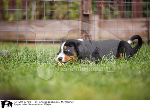 Appenzeller Sennenhund Welpe / Appenzeller Mountain Dog Puppy / MW-17789