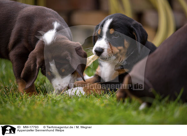 Appenzeller Sennenhund Welpe / Appenzeller Mountain Dog Puppy / MW-17793