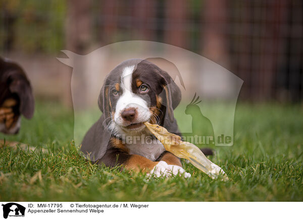 Appenzeller Sennenhund Welpe / Appenzeller Mountain Dog Puppy / MW-17795