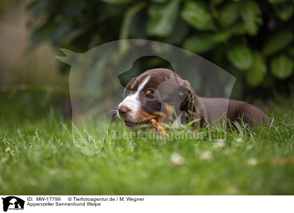 Appenzeller Sennenhund Welpe / Appenzeller Mountain Dog Puppy / MW-17799