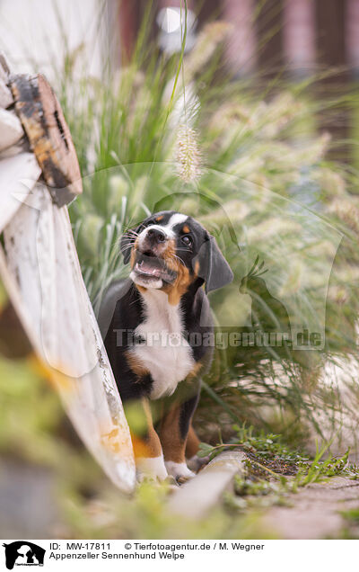 Appenzeller Sennenhund Welpe / Appenzeller Mountain Dog Puppy / MW-17811