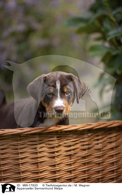 Appenzeller Sennenhund Welpe / Appenzeller Mountain Dog Puppy / MW-17820