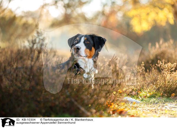 ausgewachsener Appenzeller Sennenhund / adult Appenzell Mountain Dog / KB-10304