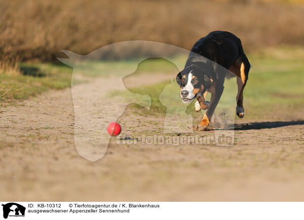 ausgewachsener Appenzeller Sennenhund / KB-10312