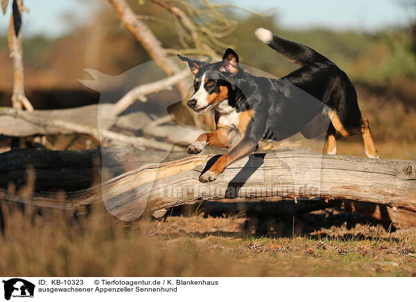 ausgewachsener Appenzeller Sennenhund / adult Appenzell Mountain Dog / KB-10323