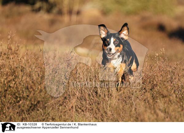 ausgewachsener Appenzeller Sennenhund / KB-10328