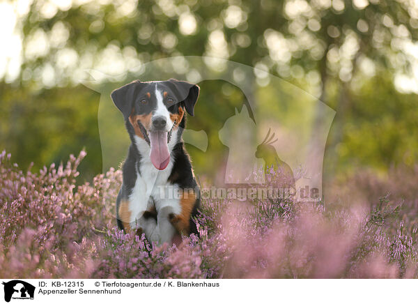 Appenzeller Sennenhund / Appenzell Mountain Dog / KB-12315