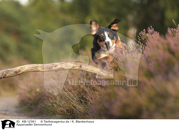 Appenzeller Sennenhund / Appenzell Mountain Dog / KB-12361