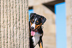 Appenzeller Sennenhund Portrait